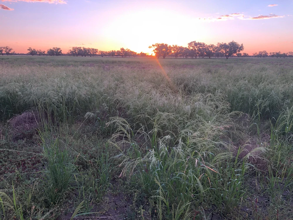 Gunnegalderie Merinos and Poll Merinos