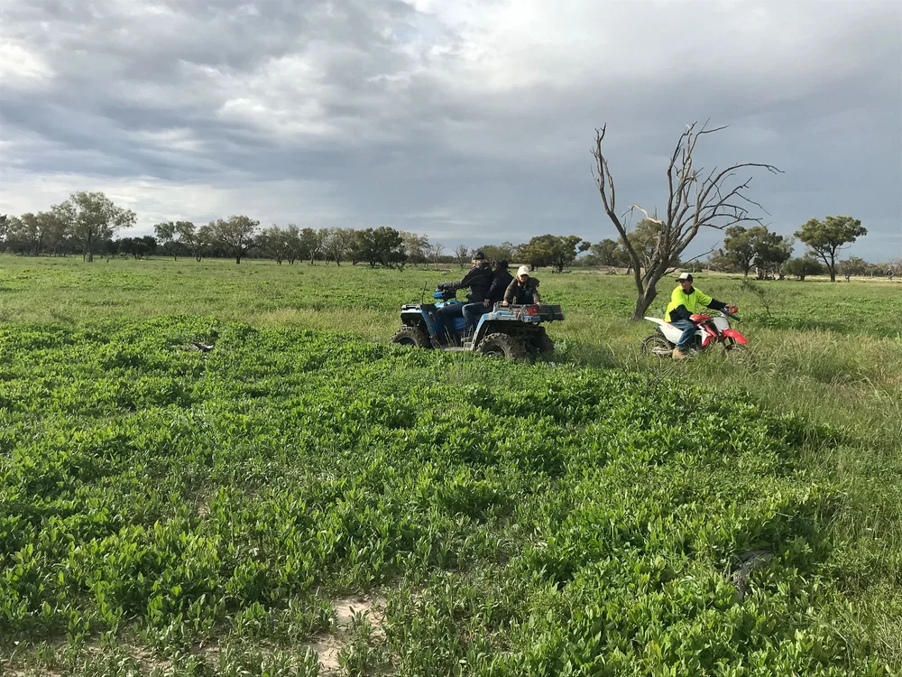 Gunnegalderie Merinos and Poll Merinos